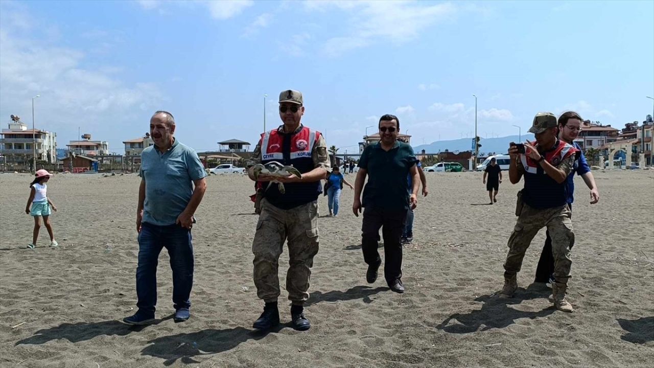 Hatay'da Kaplumbağalar Özgürlüğüne Kavuştu