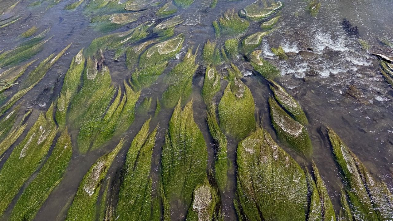 Ardahan'daki Kura Nehri Sıcak Havalardan Etkilendi, Yosunla Kaplandı