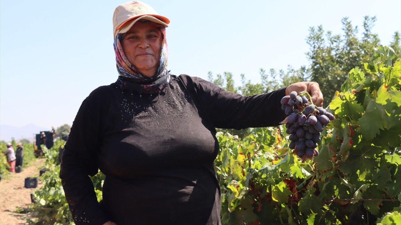 Hatay'da Üzüm Hasadı Başladı