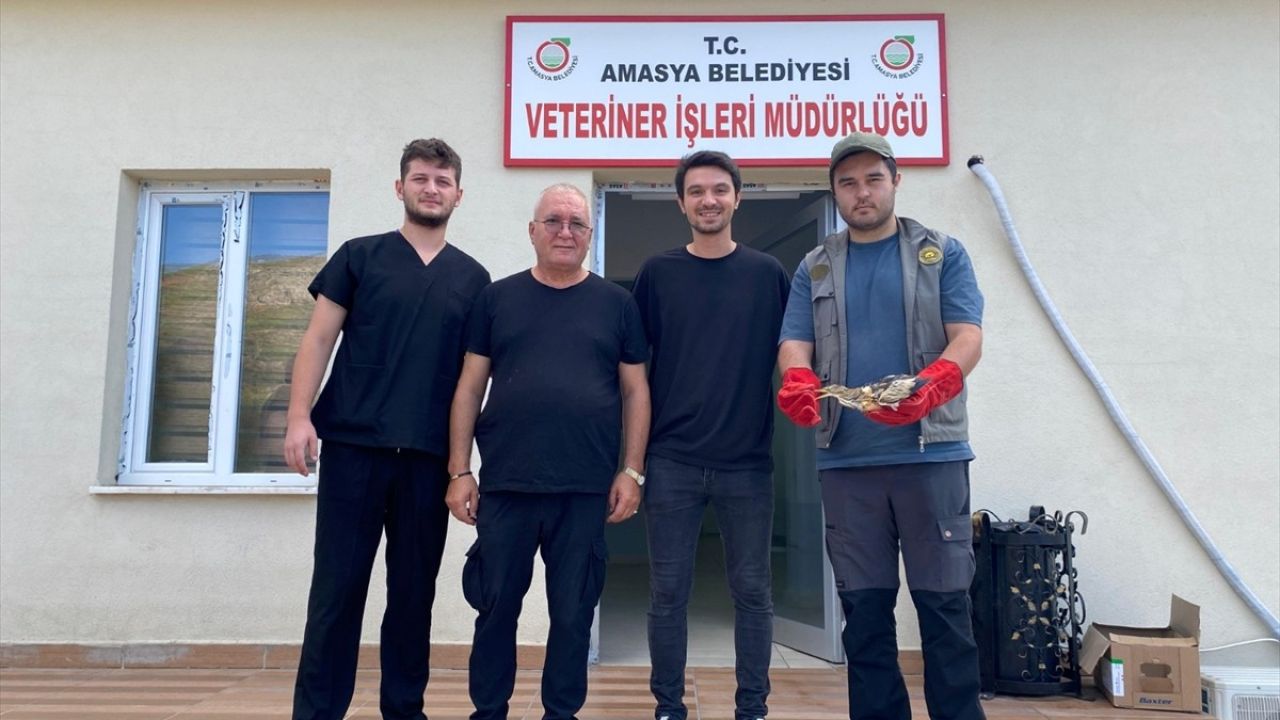 Amasya'da Yaralı Balaban Kuşu Koruma Altına Alındı