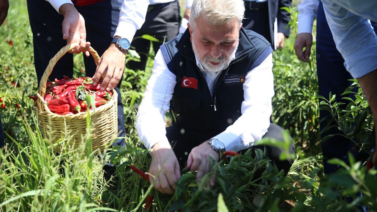 Maraş Biberinin Hasadında Yenilikler