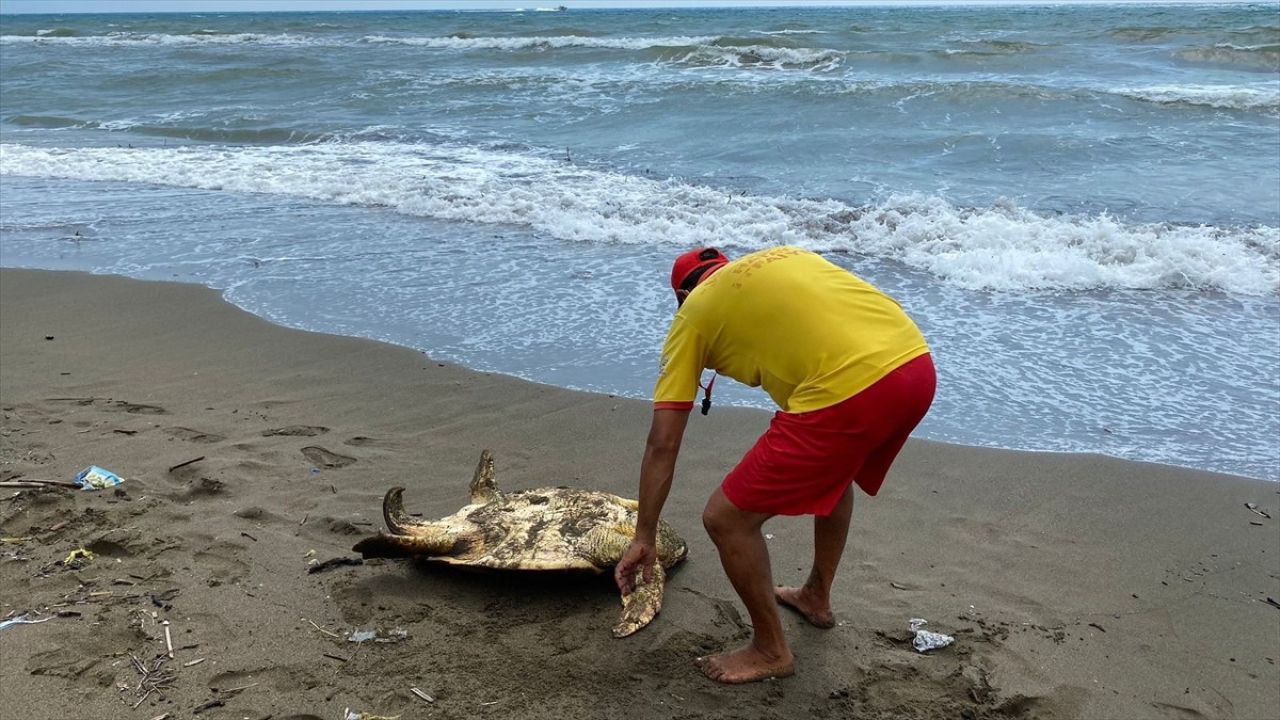 Hatay'da Yaralı Deniz Kaplumbağası Tedavi Sürecine Alındı