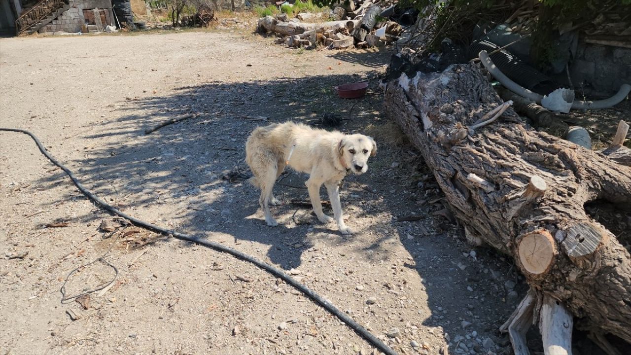 Amasya'da Kamyonete Bağlı Köpek Kurtarıldı