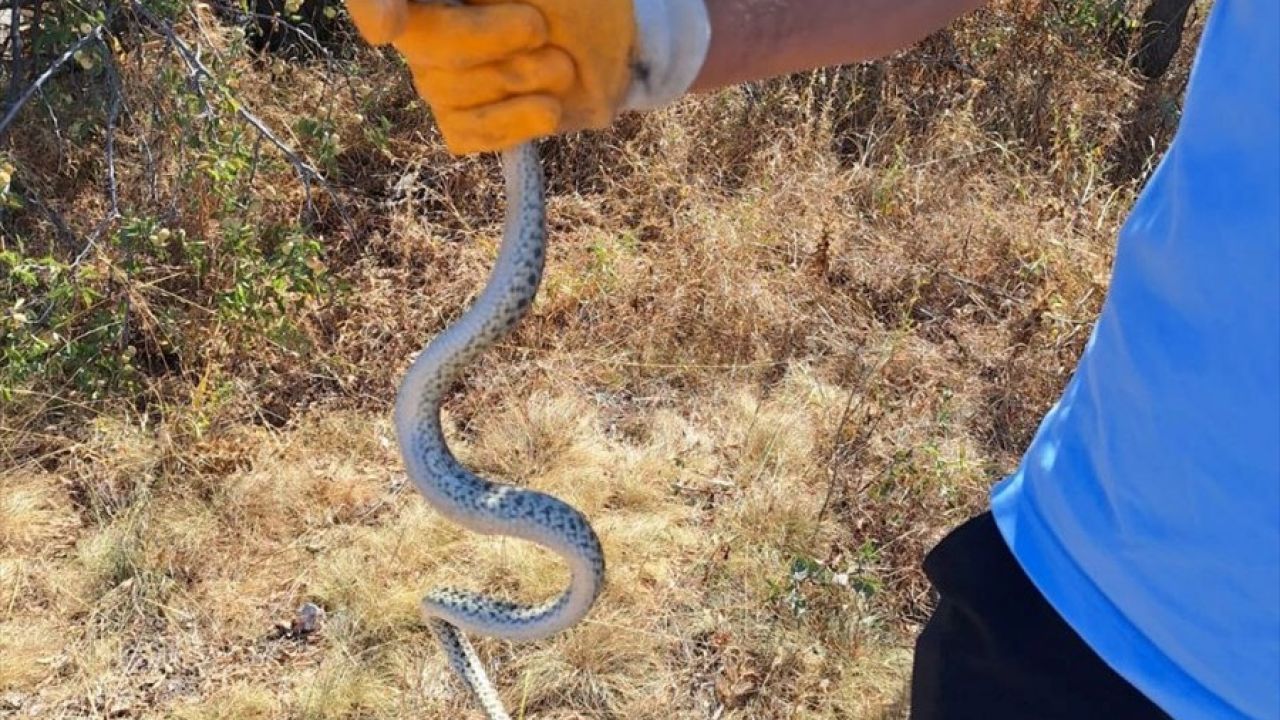 Çorum'da Arkeolojik Kazı Alanında Yılan Kurtarma Operasyonu