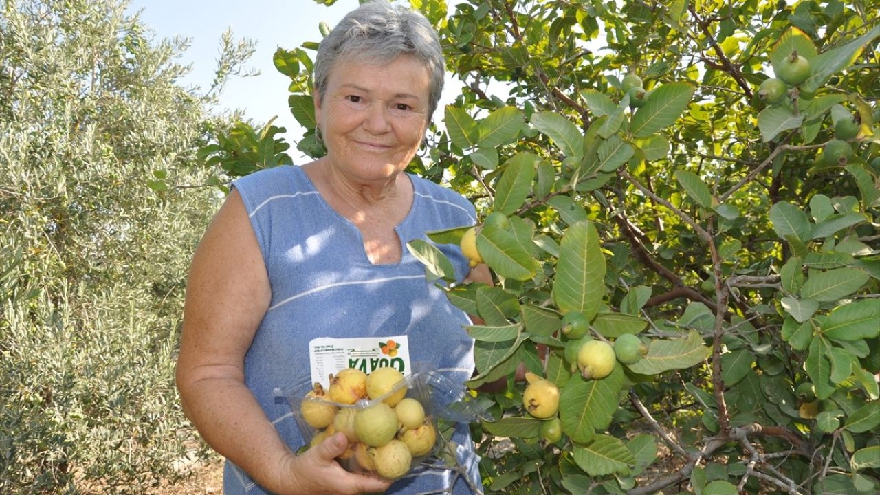 Mersin'de Tropikal Guava Meyvesinin Hasadı Başlıyor