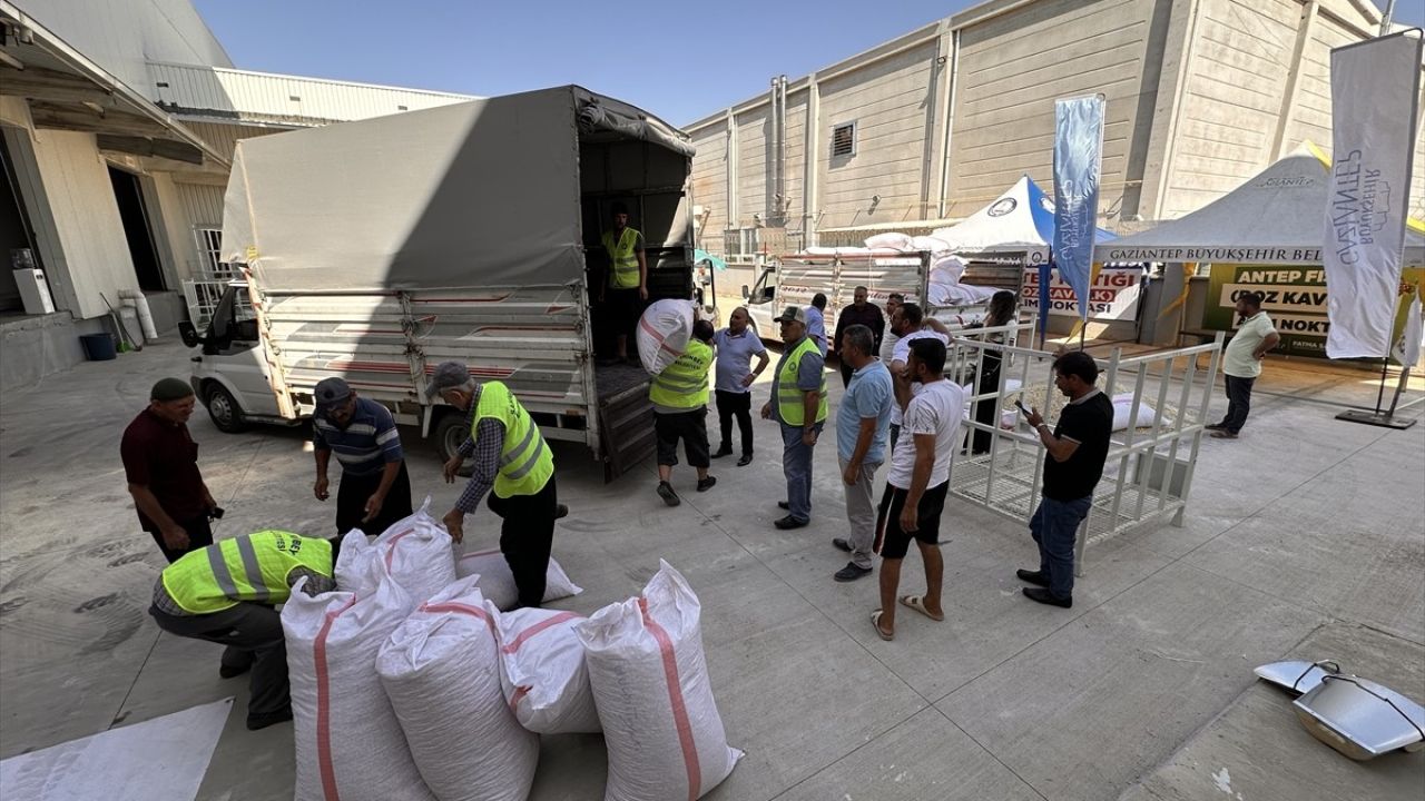 Gaziantep'in Fıstık Üreticilerine Destek: Alım Süreci Başladı