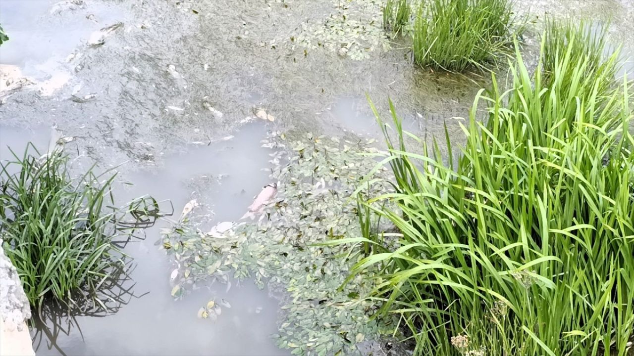 Amasya'daki Yeşilırmak Nehri'nde Balık Ölümleri Tespit Edildi