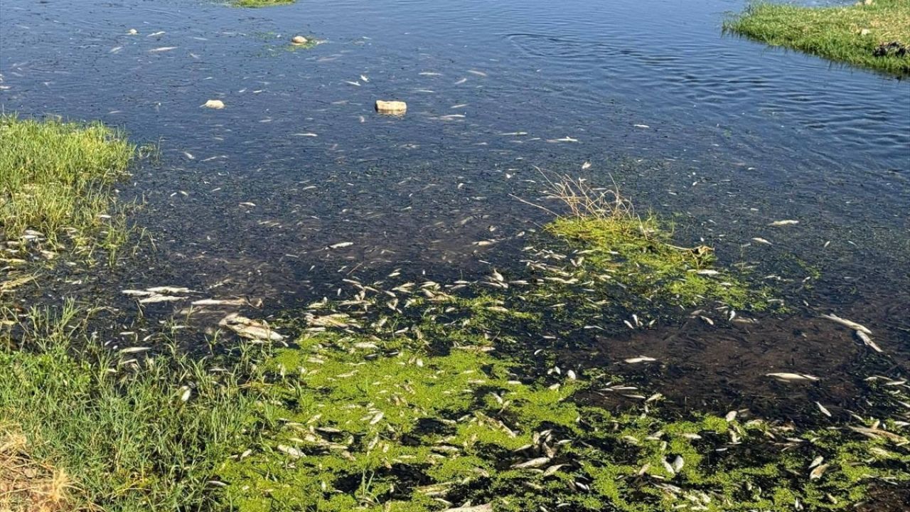 Gaziantep'te Balık Ölümlerine Neden Olan İşletmeye Ceza