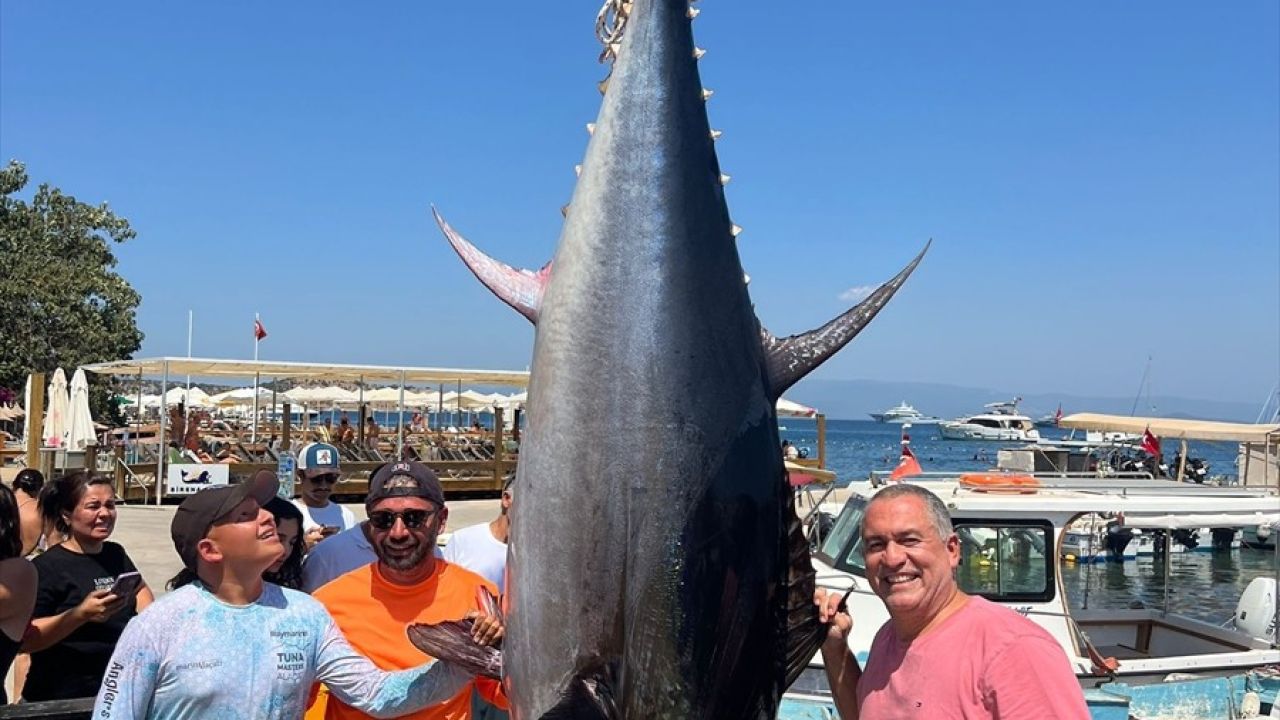 Bodrum'da Amatör Balıkçılar Dev Orkinos Yakaladı