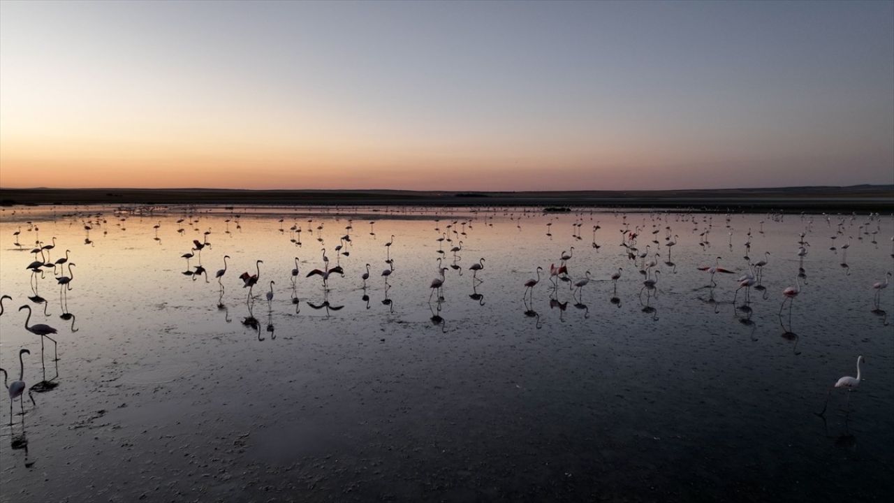 Tuz Gölü'nde Flamingo Popülasyonu Korundu: 4 Bin 300 Yavru Belirlendi