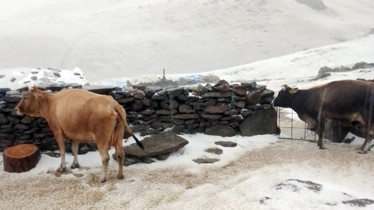 Kars'ın Tuygun Köyü Yaylasında Dolu ve Kar Etkisini Gösterdi