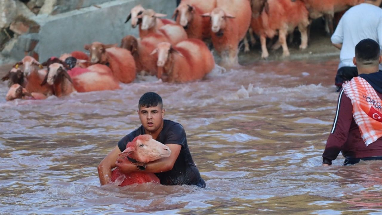 Burdur'da 700 Yıllık Gelenek Devam Ediyor: Koyunlar Suya Gidiyor