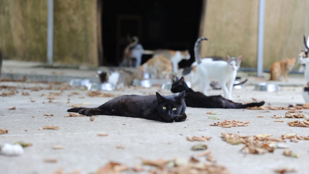 Samsun'daki Kedi Kasabası: Kedilere Şefkatli Bir Yuvalama İmkanı