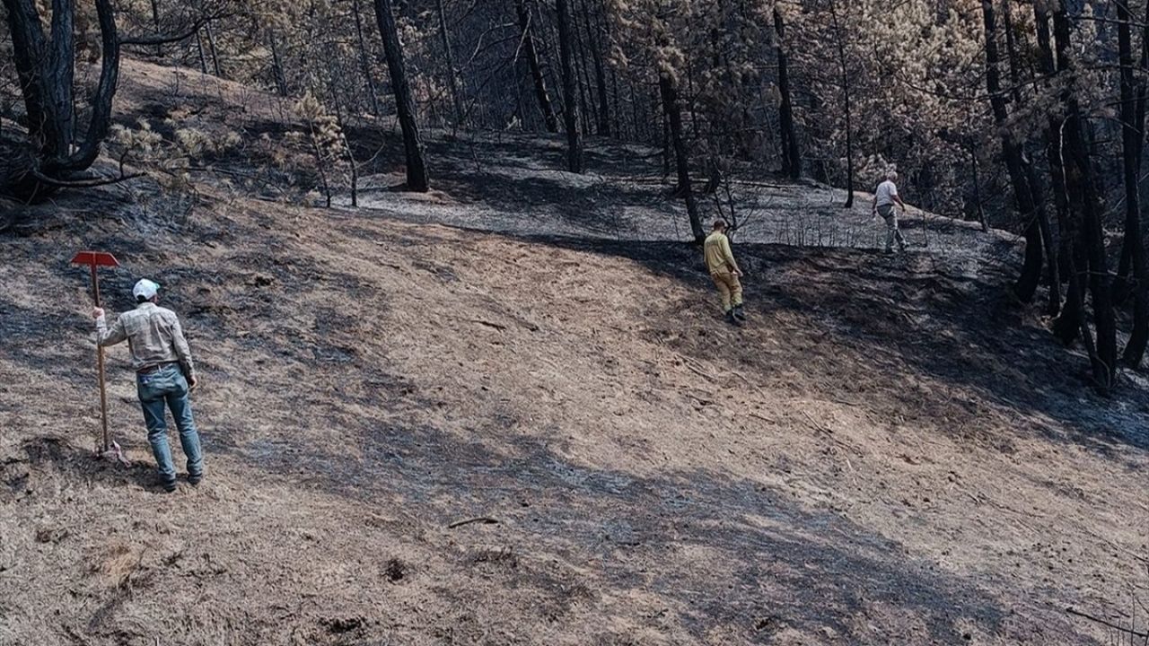 Bolu Göynük'te Yangın Sonrası Orman Yenileme Çalışmaları Başladı