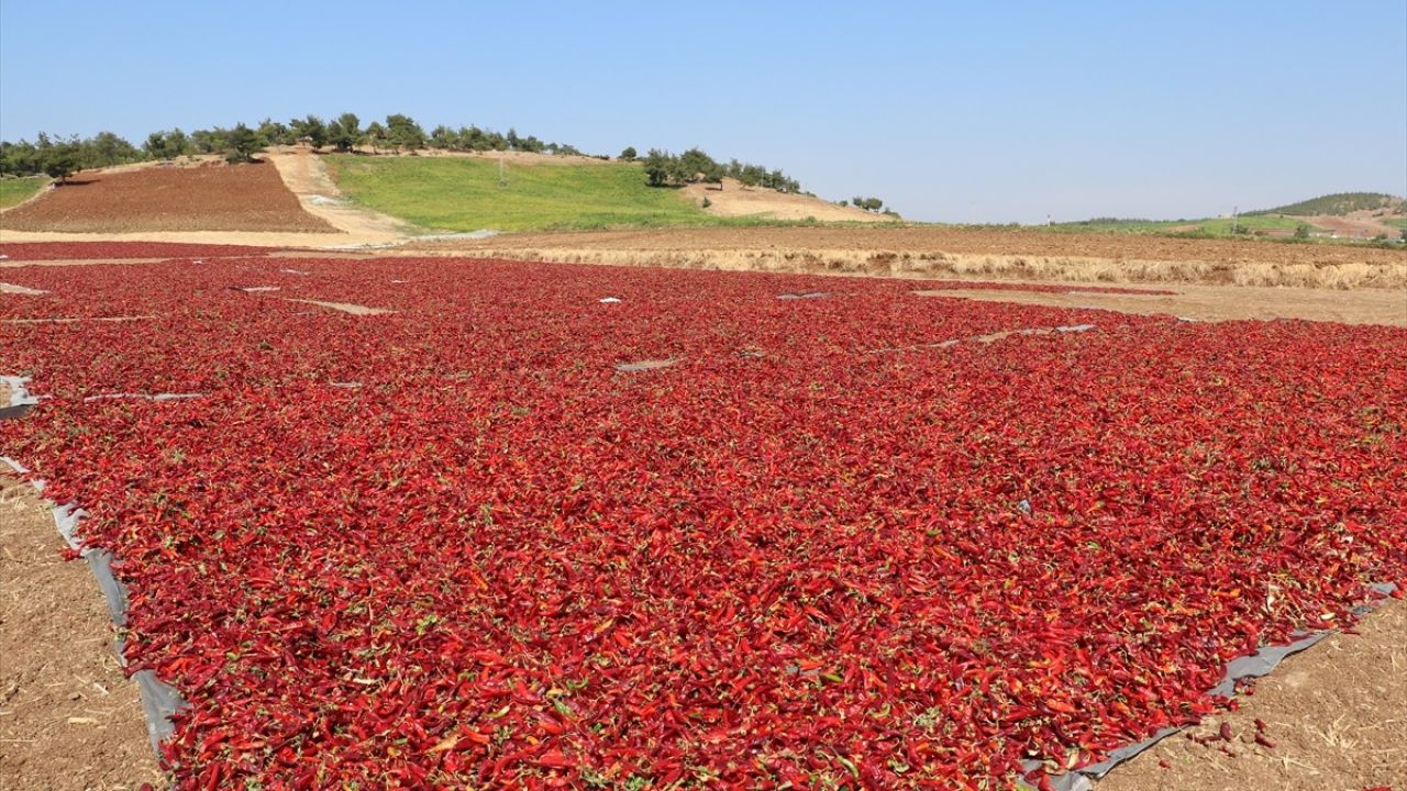 Kilis'te Kırmızı Biber Hasadı ve Kurutma Süreci Başladı