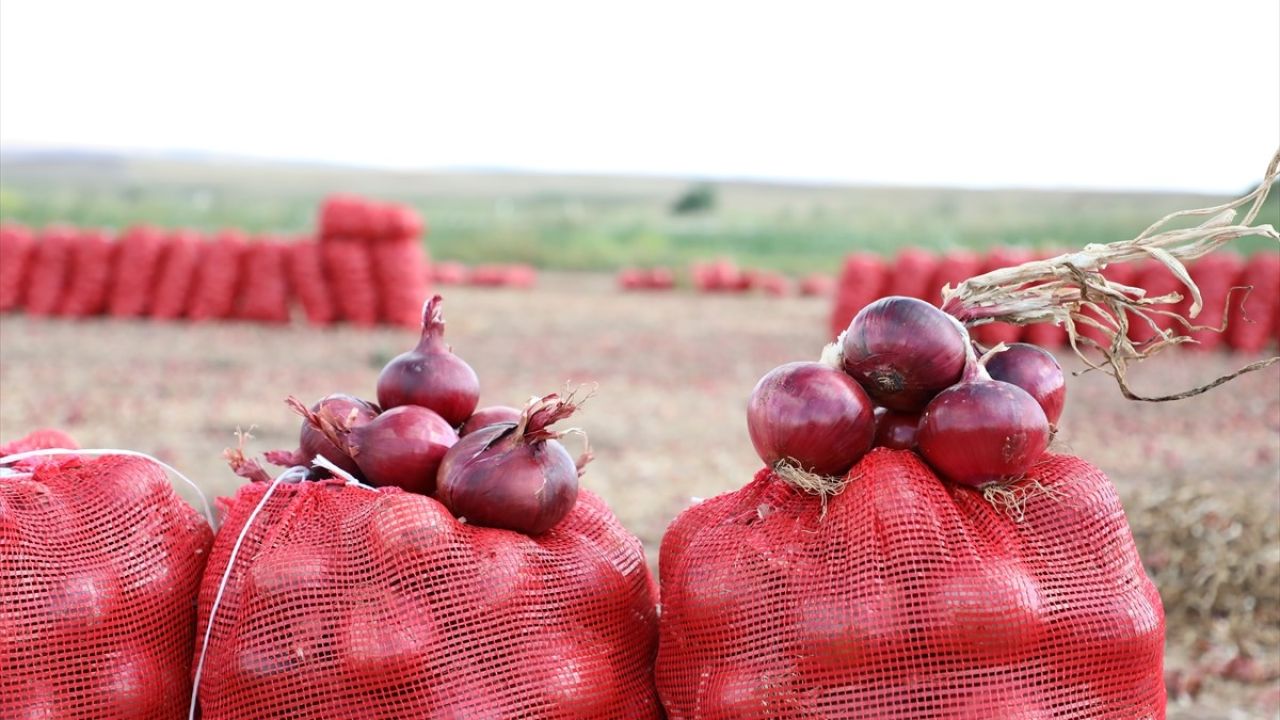 Çorum'da Alaca Mor Soğanı Hasadı Başladı