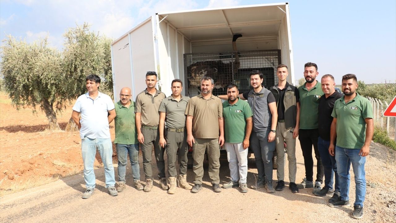 Kilis'te Yakalanan Sahipsiz Deve Kuşu Koruma Altına Alındı