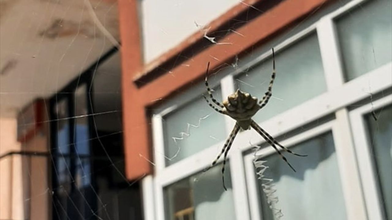 Karabük'te Argiope Lobata Türü Zehirli Örümcek Tespit Edildi