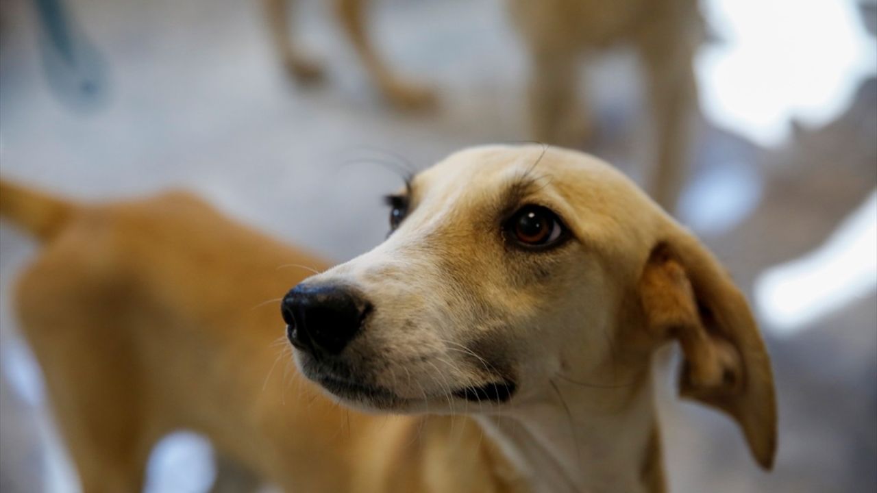 Antalya'da 642 Kedi ve Köpek Yeni Yuvalar Buldu