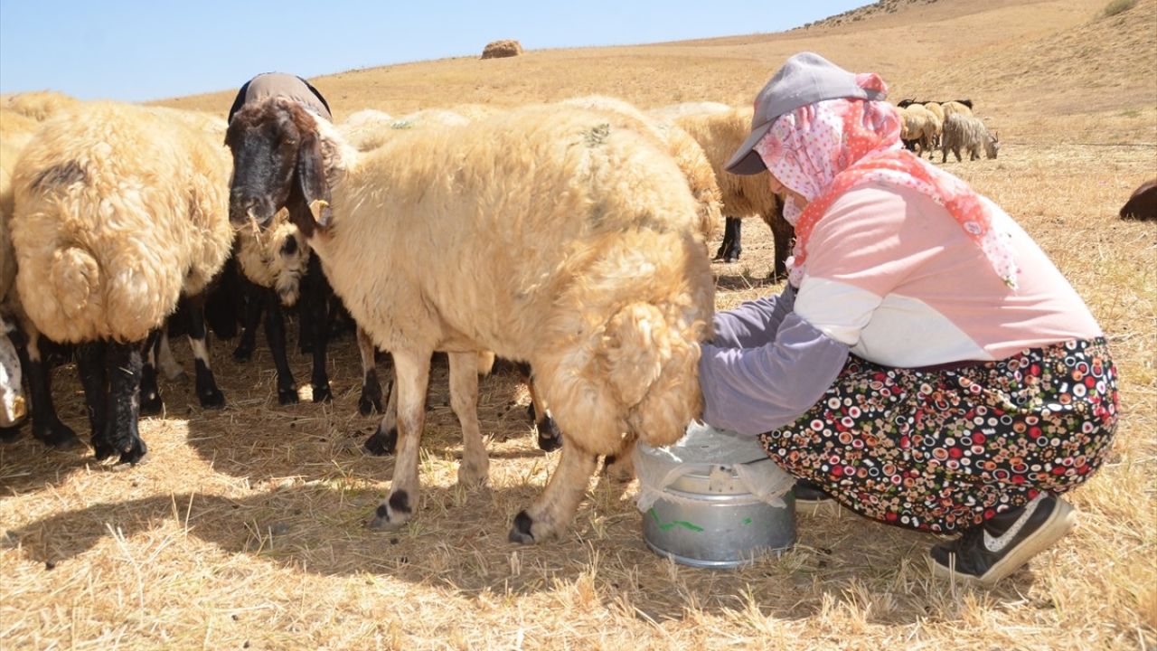 Yüksekova'da Kadınlar Süt Ürünleri ile Ekonomilerine Katkı Sağlıyor