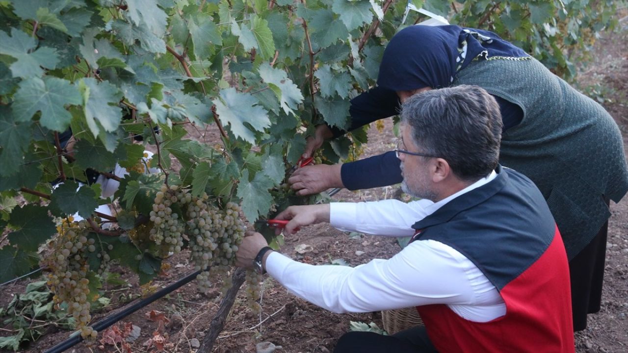 Tarım ve Orman Bakanı Yumaklı, Tokat'ta Üzüm Hasadı Yaptı