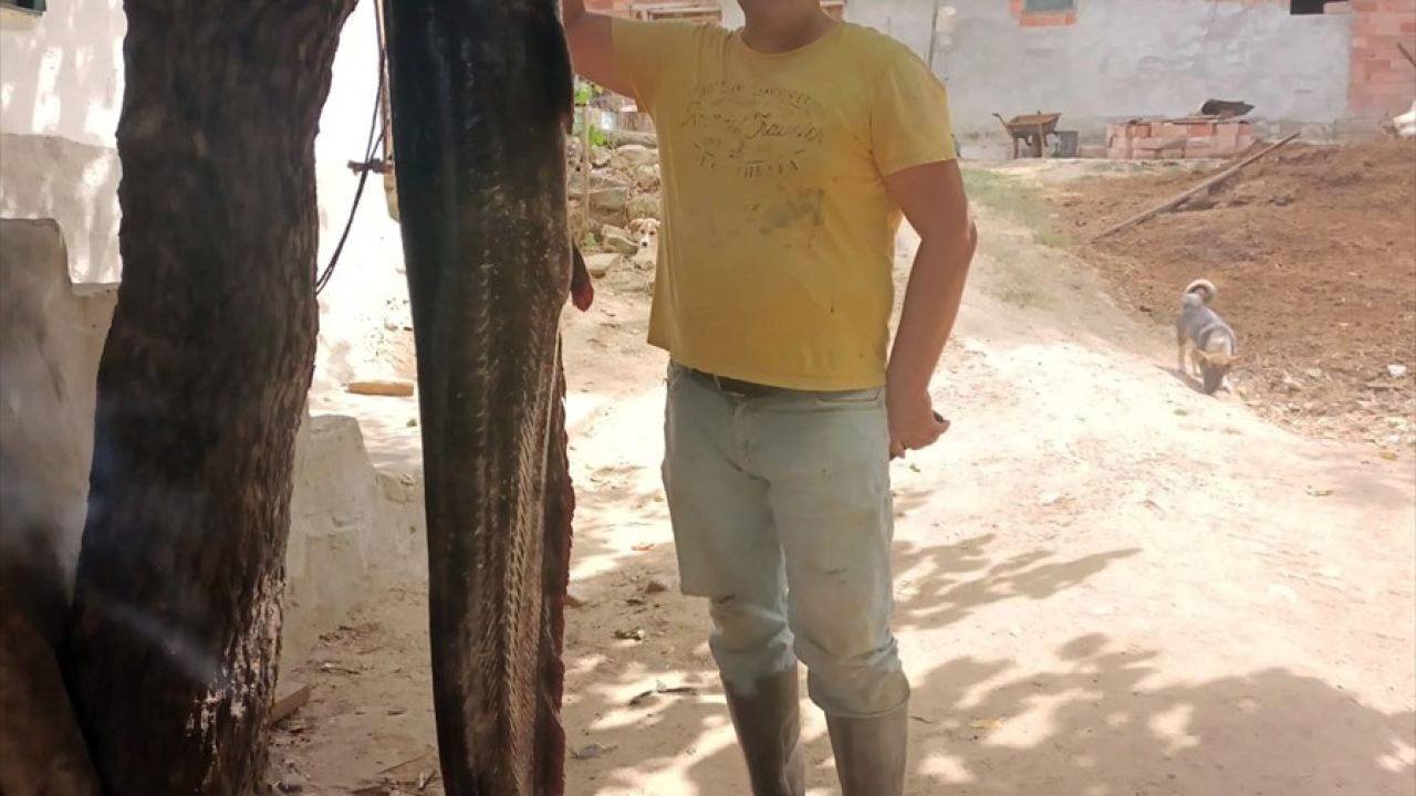 Meriç Nehri'nde Dev Yayın Balığı Yakalandı