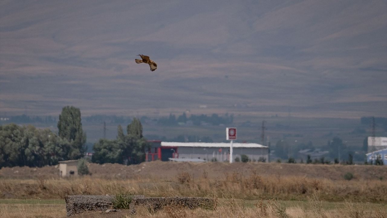 Erzurum Ovası Semalarında Kızıl Şahin Görüntüleri