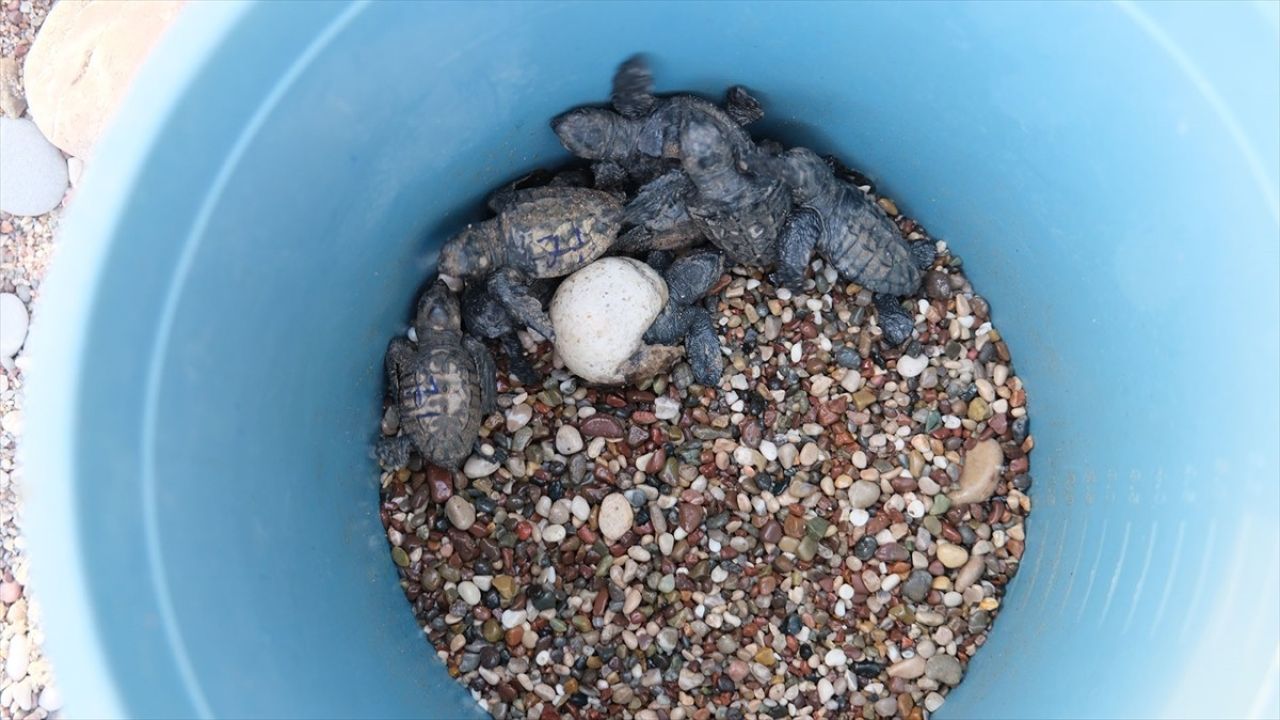 Çıralı Sahilinde Caretta Caretta Yavruları Denize Kavuştu