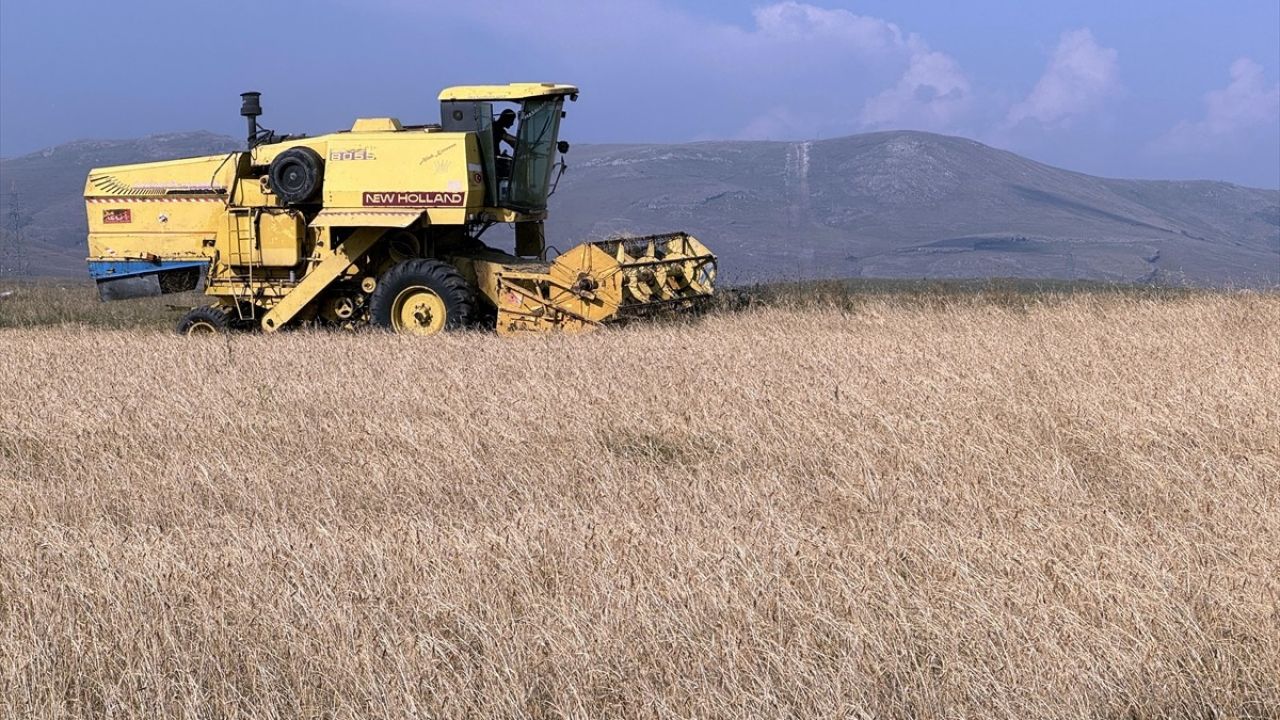 Ardahan'da Tescilli Kavılca Buğdayı Hasadı Başladı