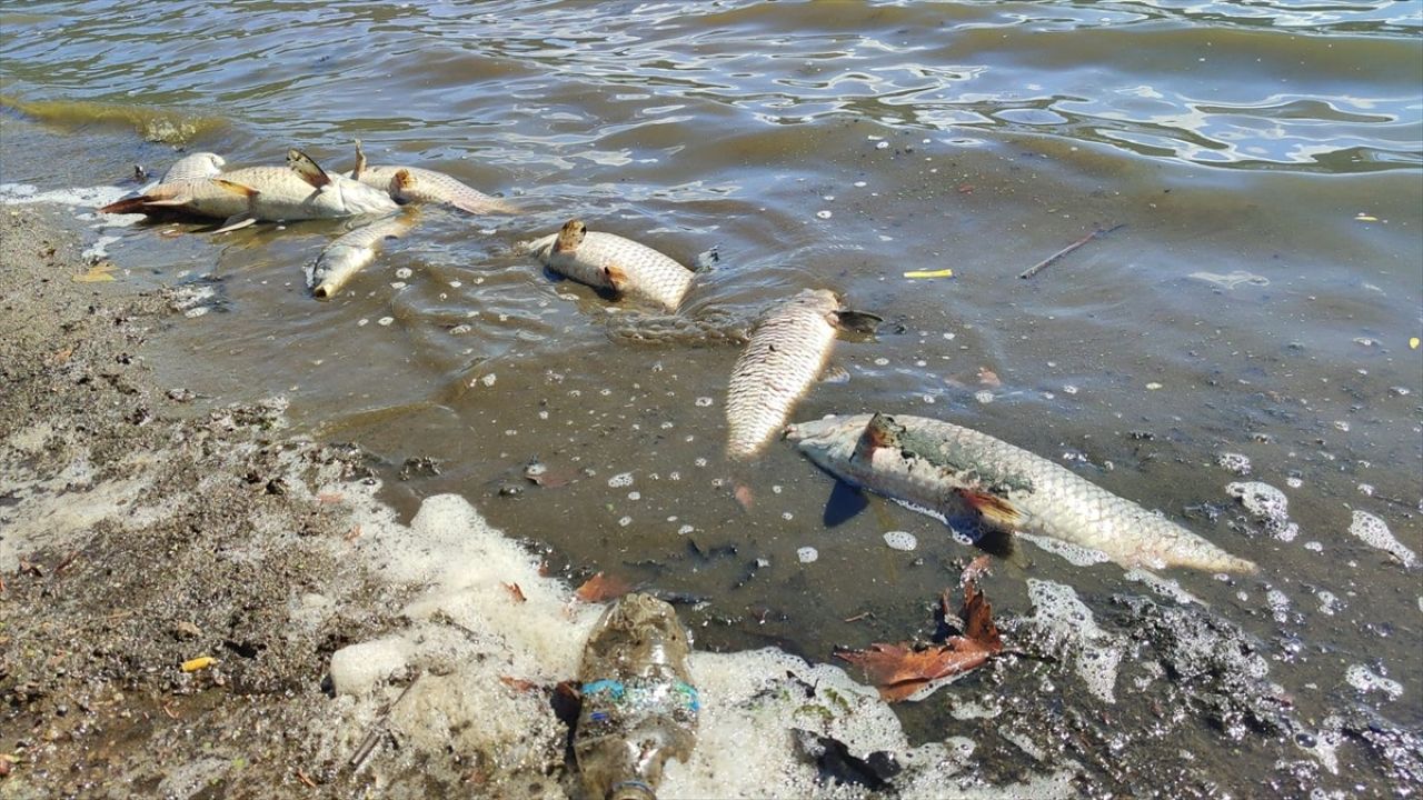 İzmir'in Gölcük Gölü'nde Balık Ölümleri Üzerine İnceleme Başlatıldı