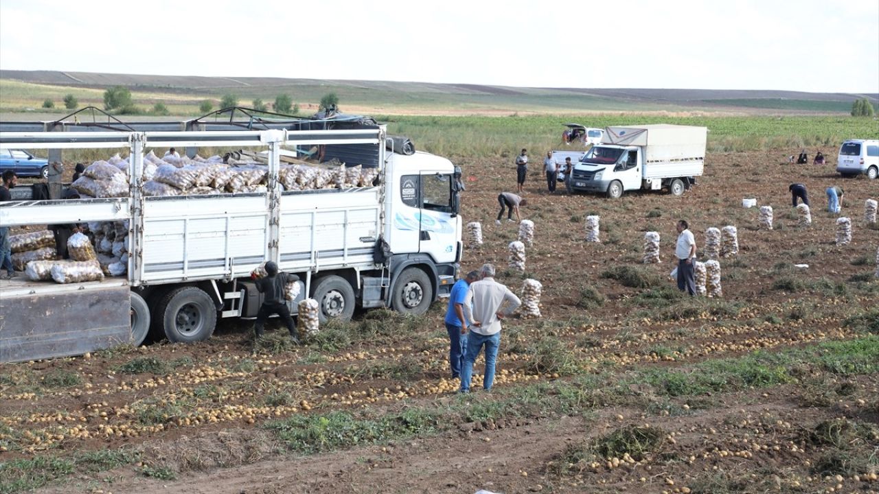 Çorum'da Üretici Küçük Patatesleri Ücretsiz Dağıttı