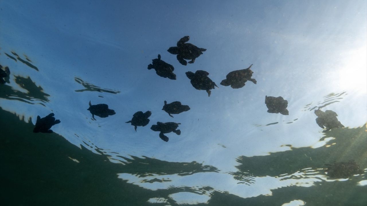 Antalya'daki Caretta Caretta Yavrularının Denizle Buluşması