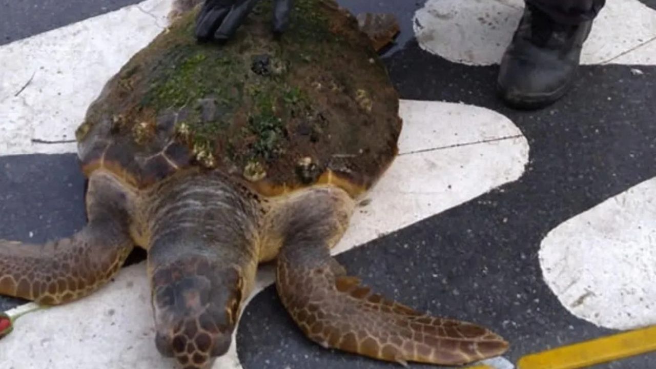 Güzelbahçe'de kıyıya vuran caretta carettayı itfaiye ekipleri kurtardı