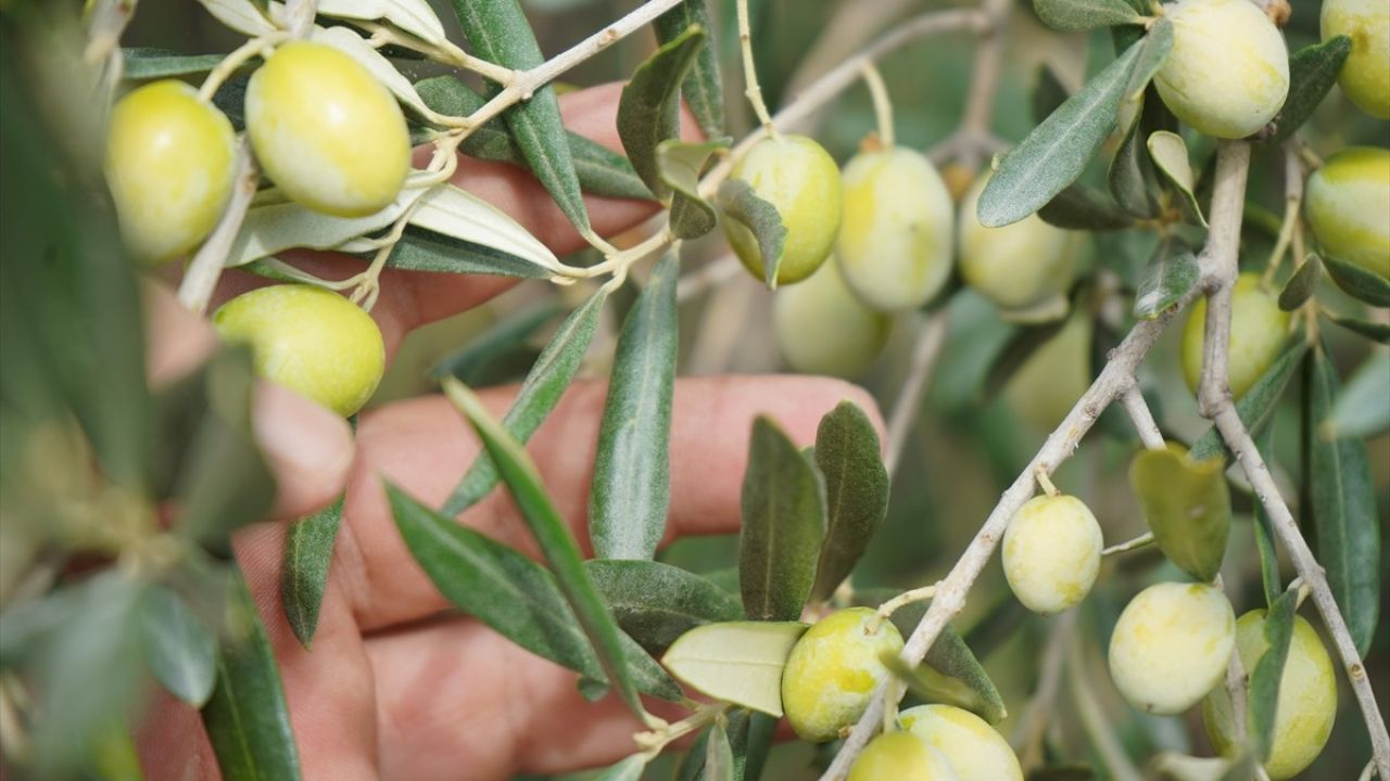 Ayvalık'ta Zeytin Hasadı Coşkusu Başladı