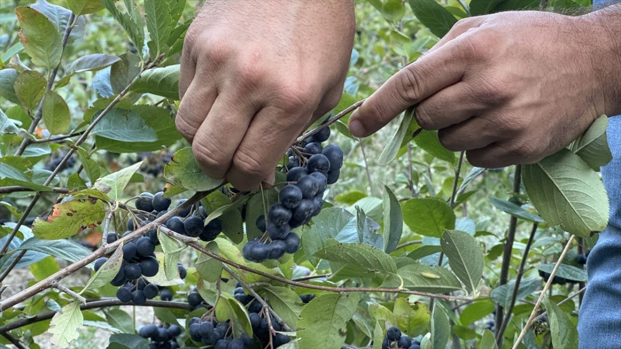 İstanbul'dan Tekirdağ'a: Aronya Üretimine Yönelen Yalçın Pamukçu'nun Hikayesi