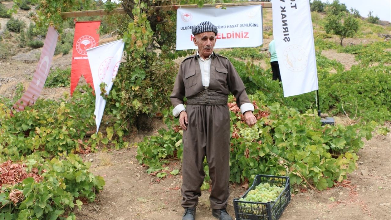 Şırnak'ta Behdini Üzümü Hasat Şenliği Coşkusu