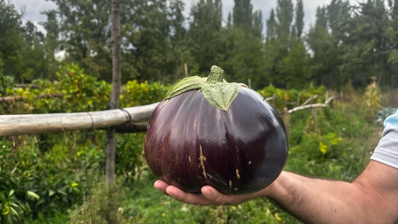 Isparta'da 2 Kilo 200 Gramlık Dev Patlıcan Yetişti