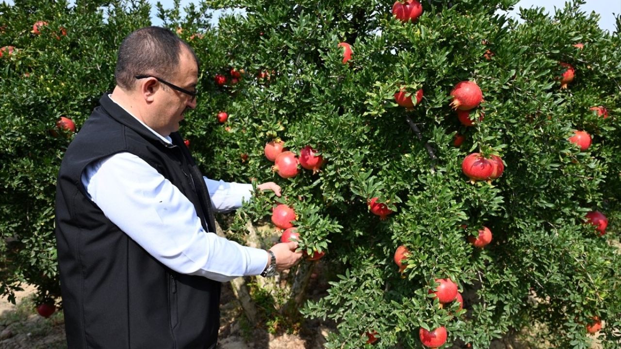 Denizli'de İhracatlık Nar Hasadı Başladı