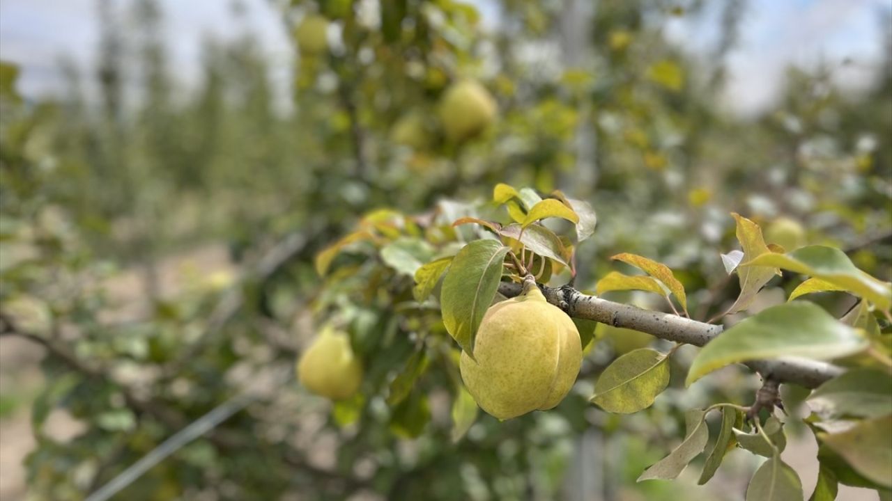 Yeni Armut Çeşitleri Ateş Yanıklığına Karşı Tolerans Geliştiriyor