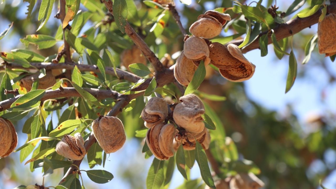 Elazığ'da Badem Hasadı Başladı