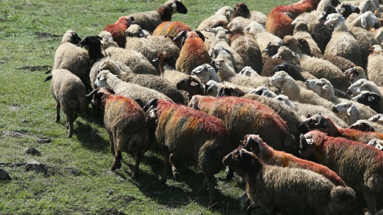 Kars'ta Asırlık Koç Katım Geleneği Canlanıyor