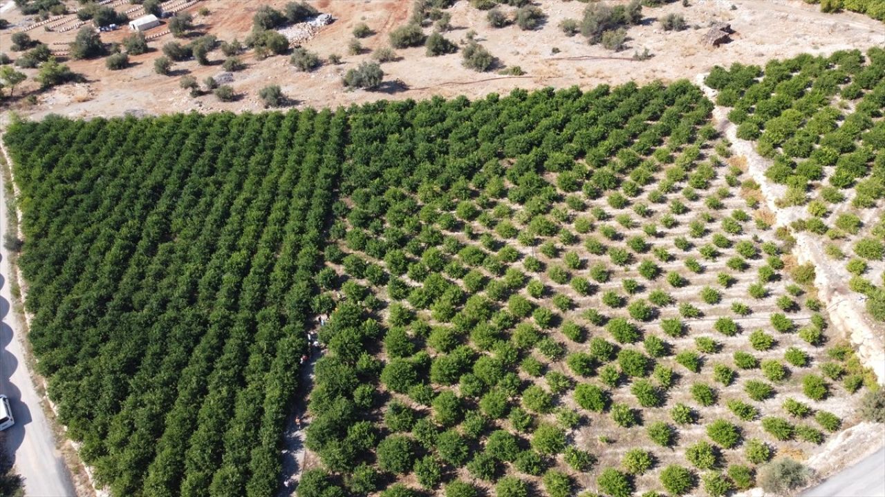 Mersin'de Erkenci Limon Hasadı Başladı