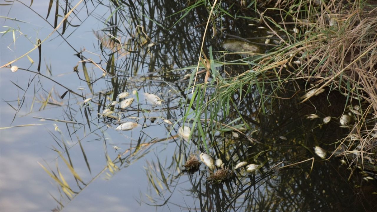 Manisa'da Gediz Nehri'nde Balık Ölümleri Hakkında Soruşturma Başlatıldı