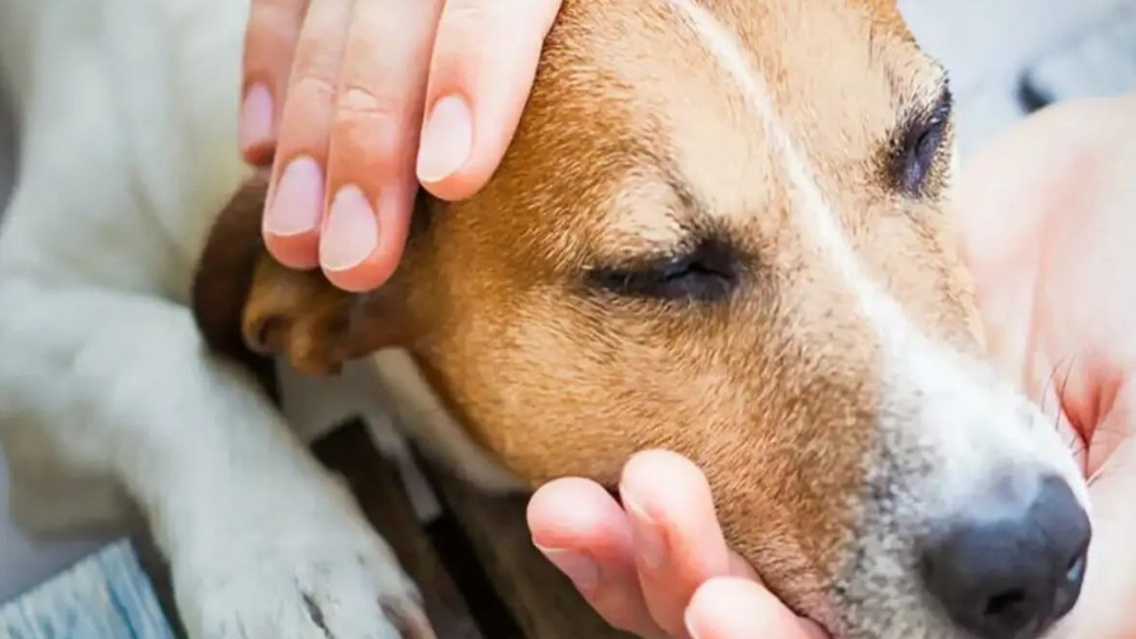 Urla'da köpek katliamı: Zehirlenerek öldürüldüler