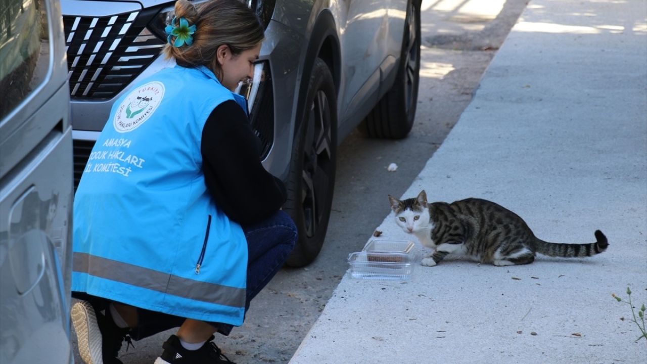 Amasya'da Öğrenciler Sokak Hayvanları için Mama ve Su Bıraktı