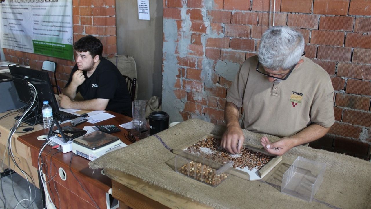 Tokat'ta Fındık Üretiminde Rekor Verim