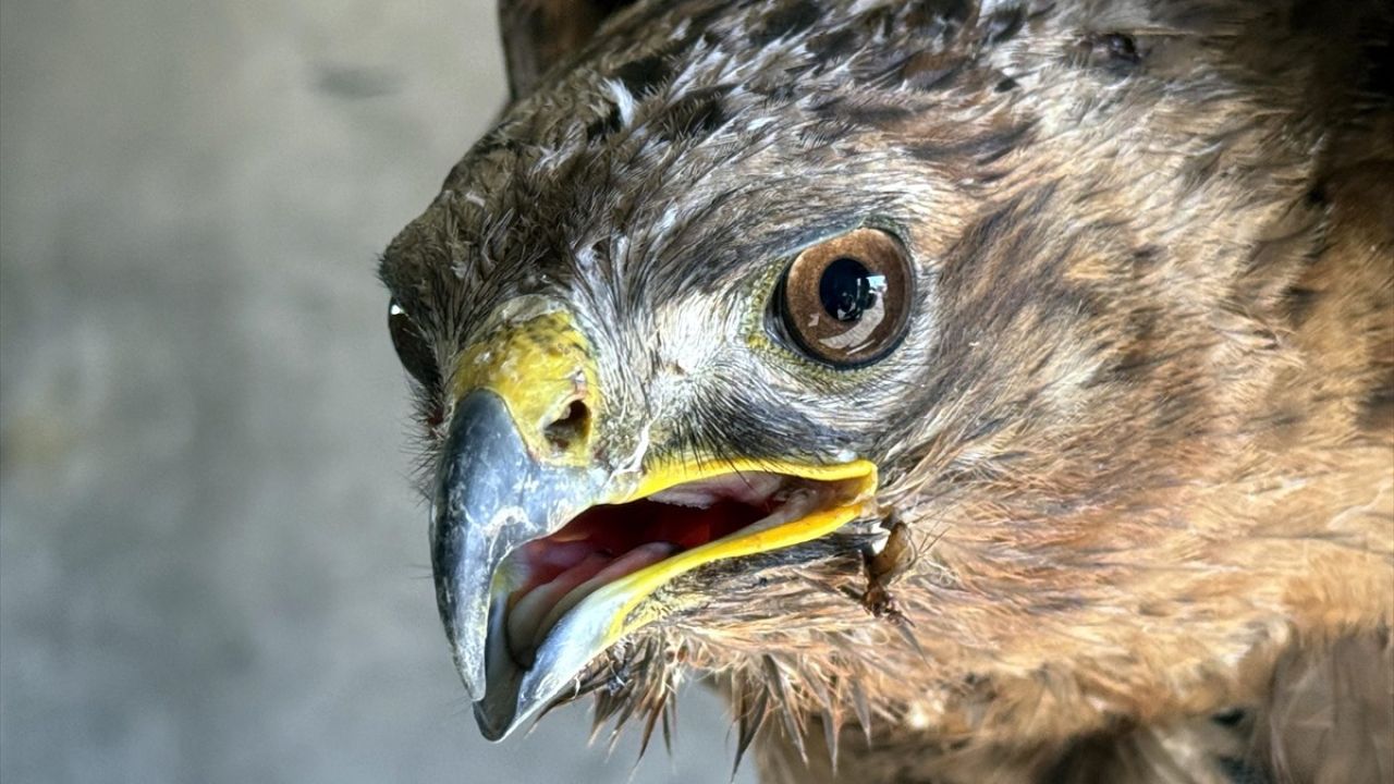 Ardahan'da Yaralı 2 Şahin Tedavi Altına Alındı