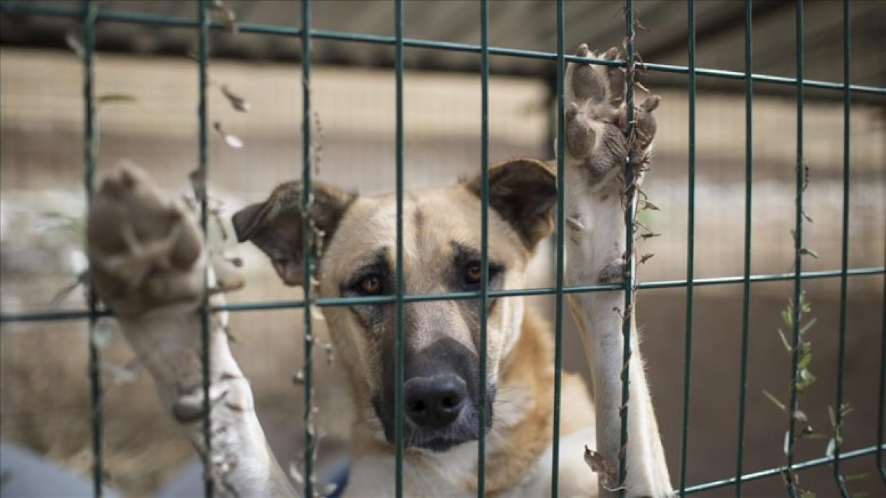 Ankara’da Yürek Burkan Olay: 7 Yavru Köpek Ölü Bulundu