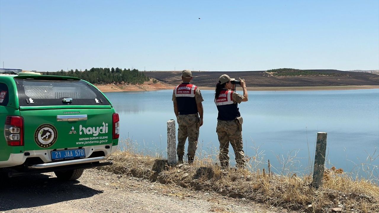 Diyarbakır'da Devegeçidi Baraj Gölü'ndeki Balık Ölüm Vakaları İçin İnceleme Başlatıldı