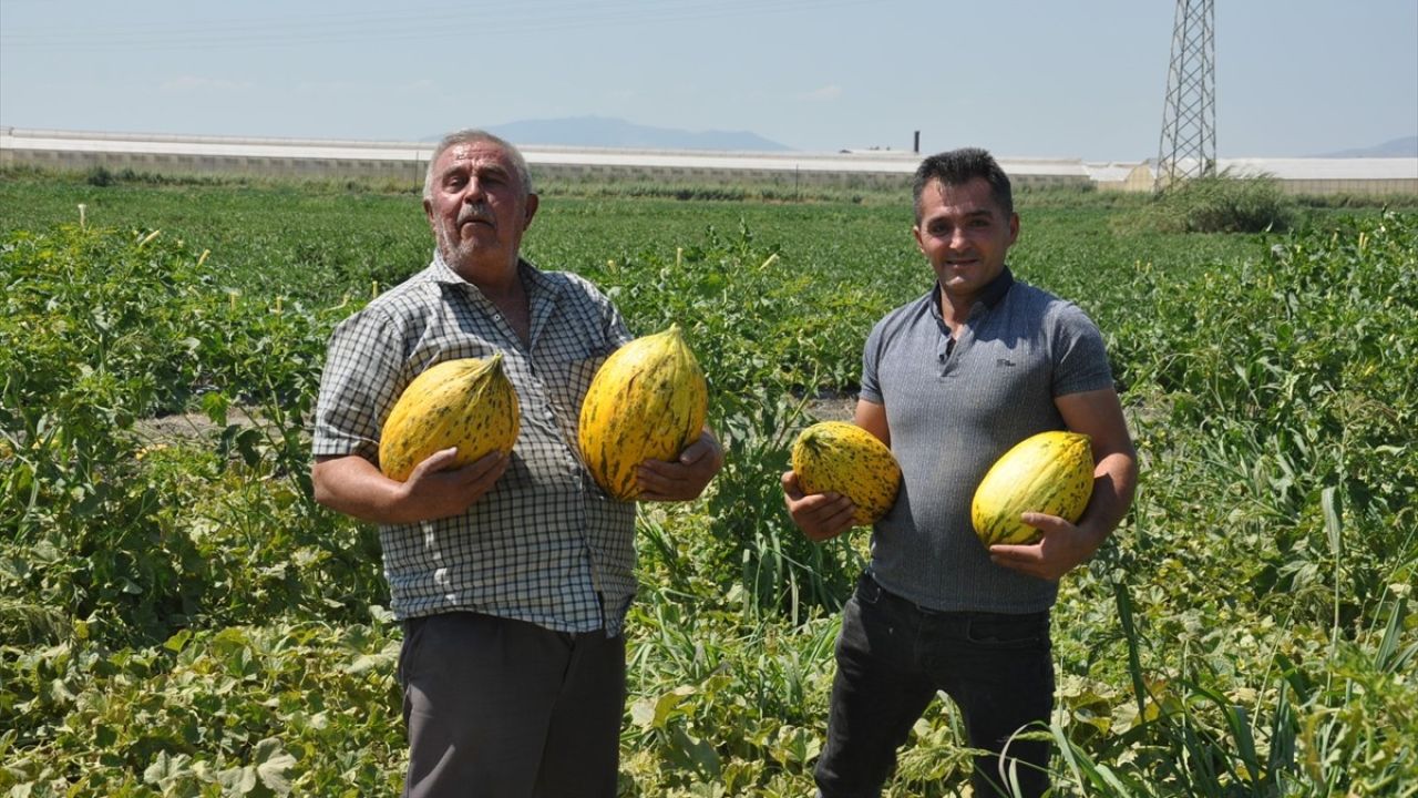 Manisalı Çiftçiler 600 Ton Kavun ve Karpuz Dağıttı